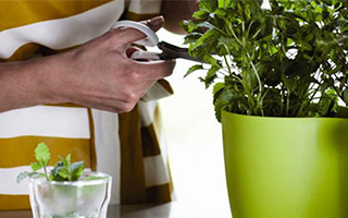 Cmo cultivar las plantas medicinales y aromticas