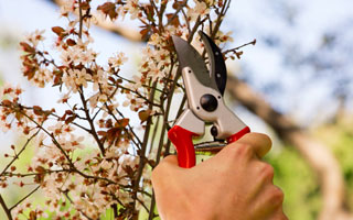 Cmo cuidar tu jardn en primavera-verano