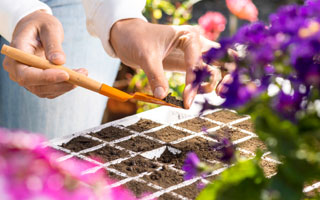 Cmo realizar multiplicacin, trasplante y poda de jardn